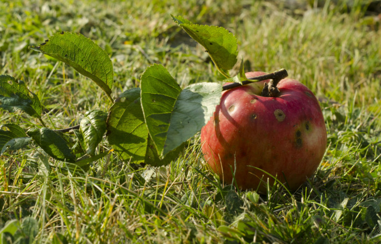 Яблочная струпья встречается каждый год в большей или меньшей степени, потому что это грибковое заболевание, в зависимости от погоды