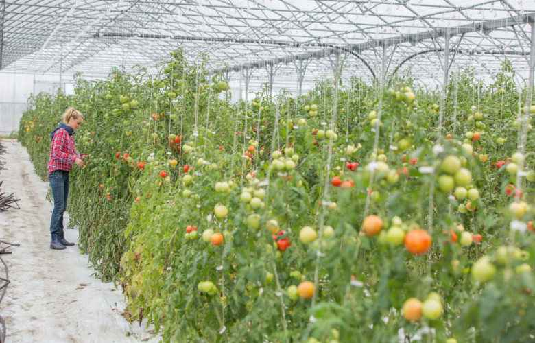 Самоопыление томатов является проблематичным при выращивании в теплицах и туннелях